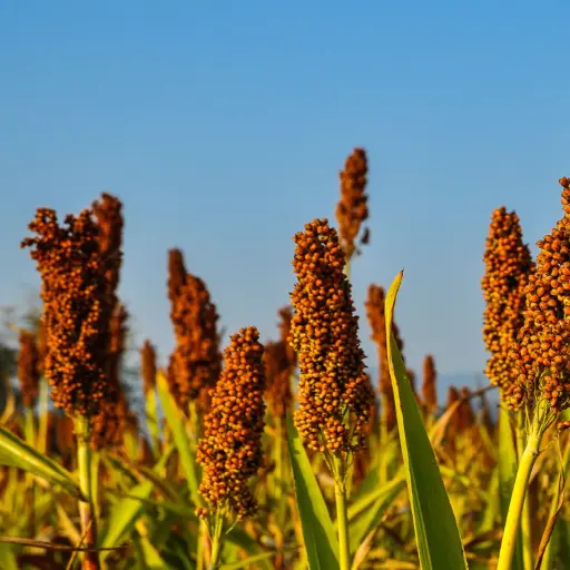 Joycil Organic Pure Millet Flour